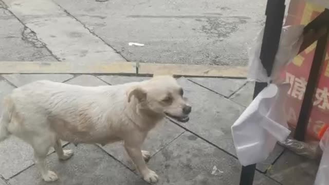 stray dog ​​waiting for meat