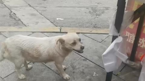 stray dog ​​waiting for meat