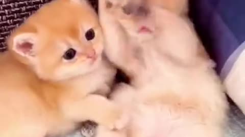CUTE KITEN PET FUNNY FURYON CAT