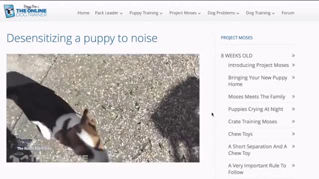 Learn howt to train your Dog in Fun way as They are trained in Dog Training Academy