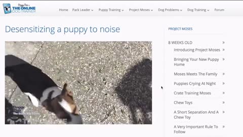 Learn howt to train your Dog in Fun way as They are trained in Dog Training Academy
