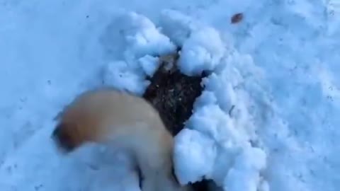Dog play in ice