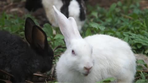 Cute bunny is enjoying a meal with young leaves