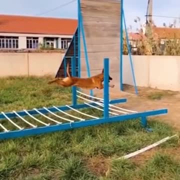 DOG TRAINING || NEW DOG LEARNING VIDEO || DOG TRAINING TIPS