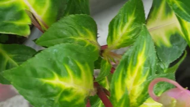 greenuine flower