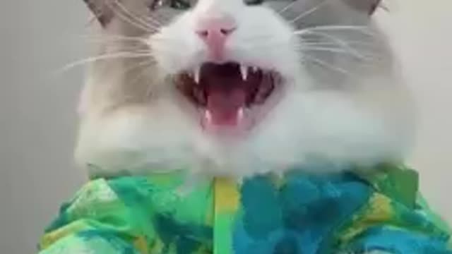 cat kitchen
