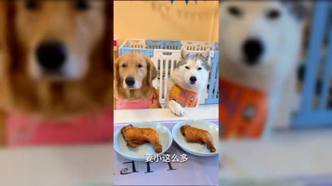 best funny dog videos in 2021,funny animal video try not to laugh best funny videos