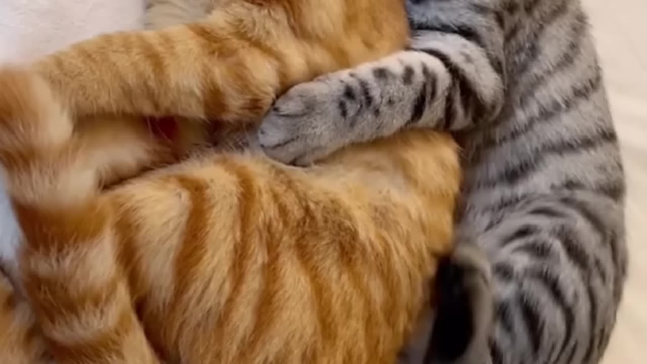 Kiss Cats Funny Animals #funny #funnyshorts #cutedog #cat #cute