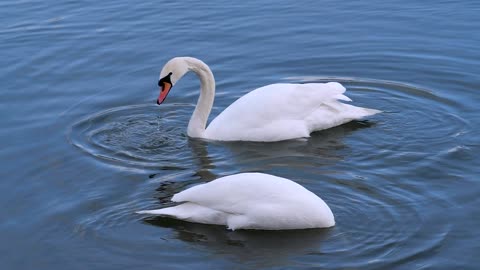 Pelican Birds طيور البجع