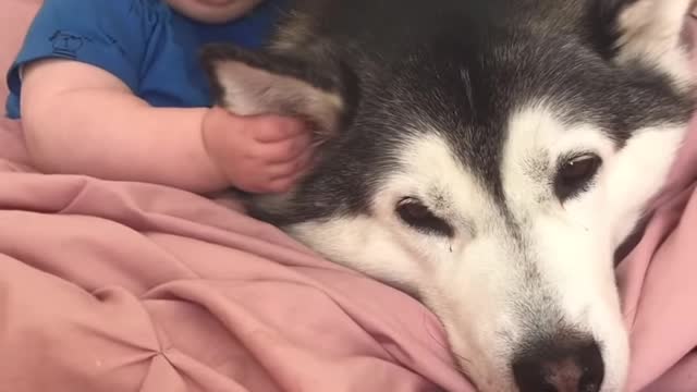 Husky & Baby Becoming Best friends.!