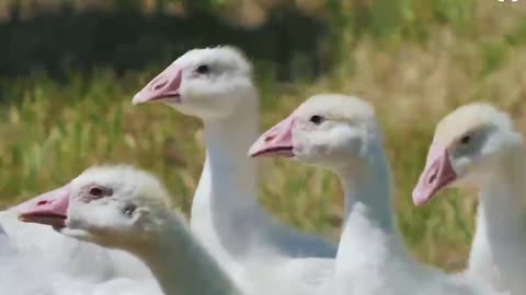 2 cattle and white swan