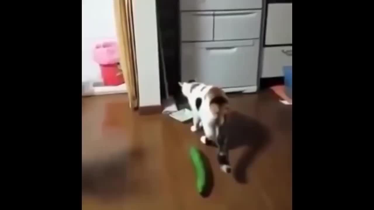 cats vs cucumber 😂😂😂