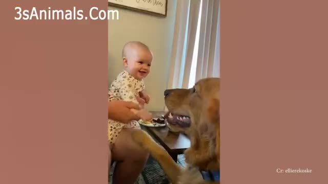 cute lovely babies paying with pets