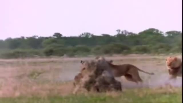 Lions killing hyenas compilation HD ( original sound )