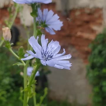 Flowers and insects. memories from summer holidays ​