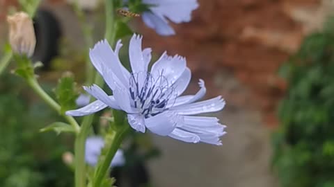 Flowers and insects. memories from summer holidays ​