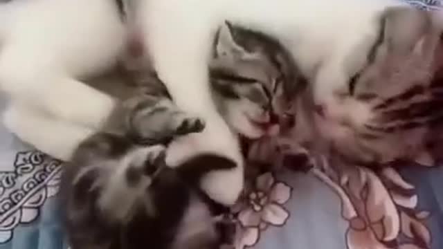 Cute & Funny Cat Videos