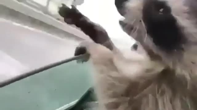 Animal funny video