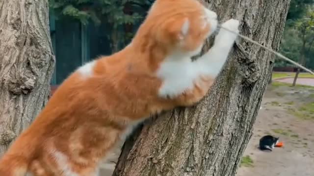 Baby cats-cute and funny cats video copilation