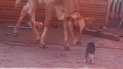 Dog vs Cow