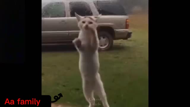 Cat is Dancing Like A Rockstar 🐈️💕🤟