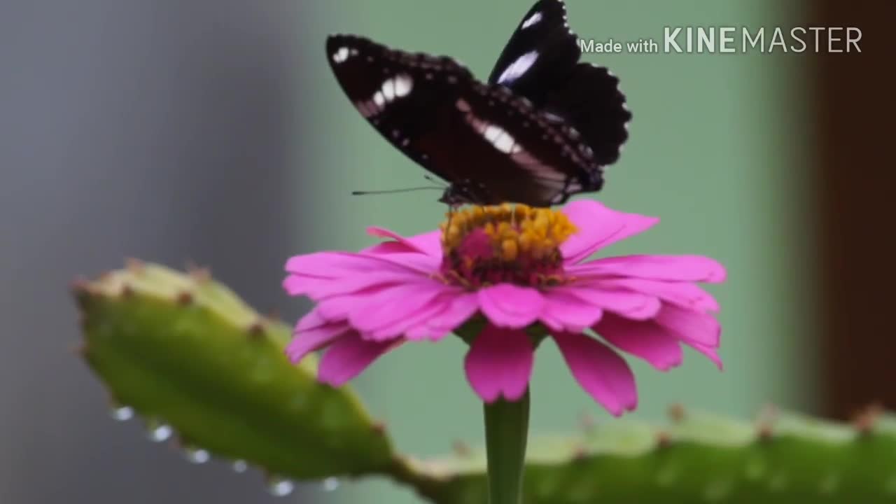 Vlog butterfly in flower garden