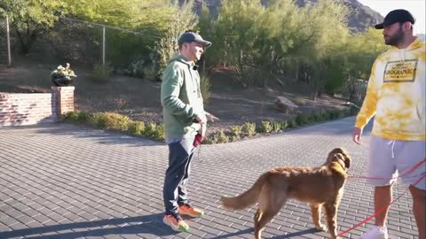 HOW TO TEACH DOG RECALL WITH E-COLLAR!