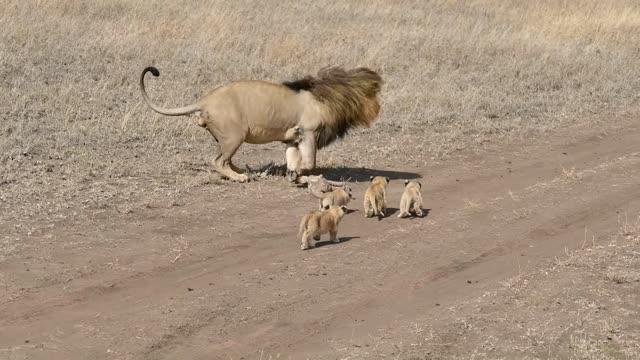 Lion dad tries to ditch his kids