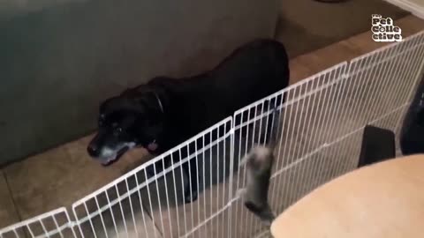 Hilarious Cat CHASES Dog 😯 | FUNNIEST Animals and Pets