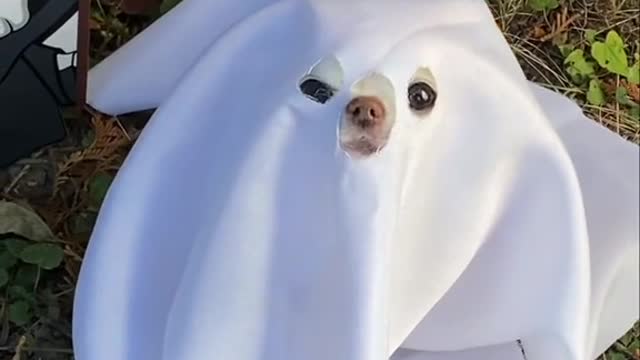 The best ghost