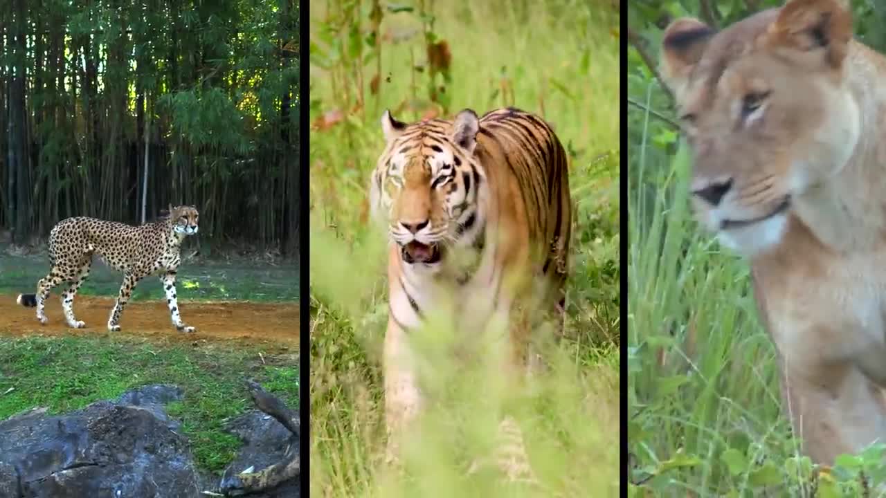 BATTLE BETWEEN A DOG AND A LEOPARD, WHO WILL WIN?