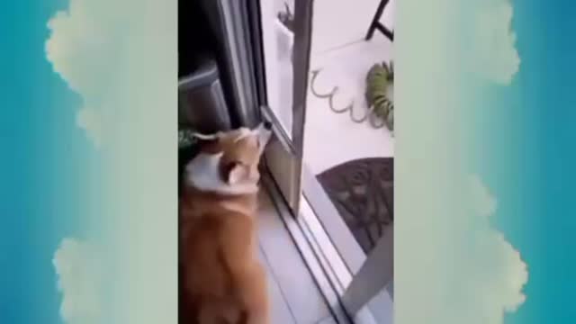 dogs popular funny video dogs