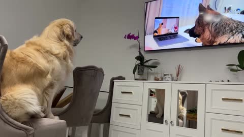 Confused Golden Retriever Recognized the German Shepherd Rocky on TV!