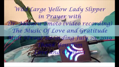 Wild Large Yellow Lady Slipper in Prayer with Dr Masaru Emoto 2019