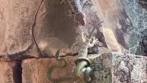 GECKO 🦎 PROTECTING IT’S FRIEND