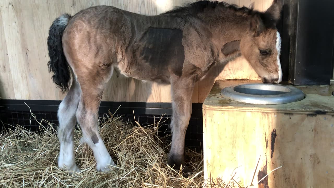 Baby Gracie back from hospital 2