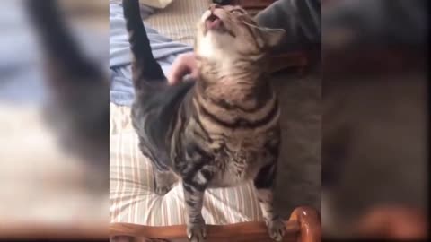 FUNNY CATS AND KITTENS COMPILATION VIDEO