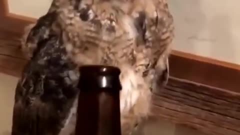 Os animais mais fofos do mundo shorts cat dog cutecat animals funny