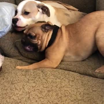 Gracioso Bulldog Francés parece haber perdido la razón