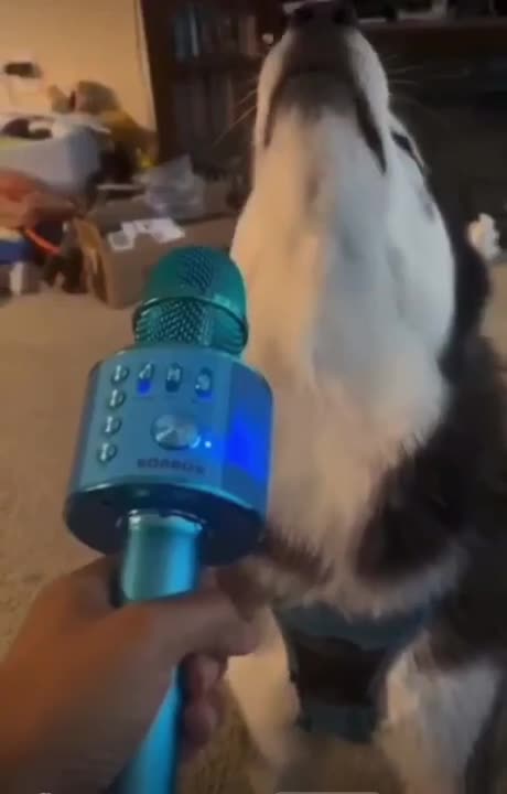 CACHORROS FOFOS / FUNNY Funniest Animals #shorts