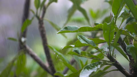 Rain video