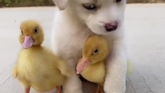 Lovely Pup playing with chicks