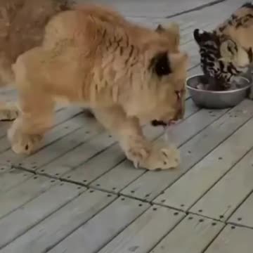A young Lion steals tiger's meal