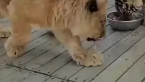 A young Lion steals tiger's meal