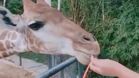 The giraffe