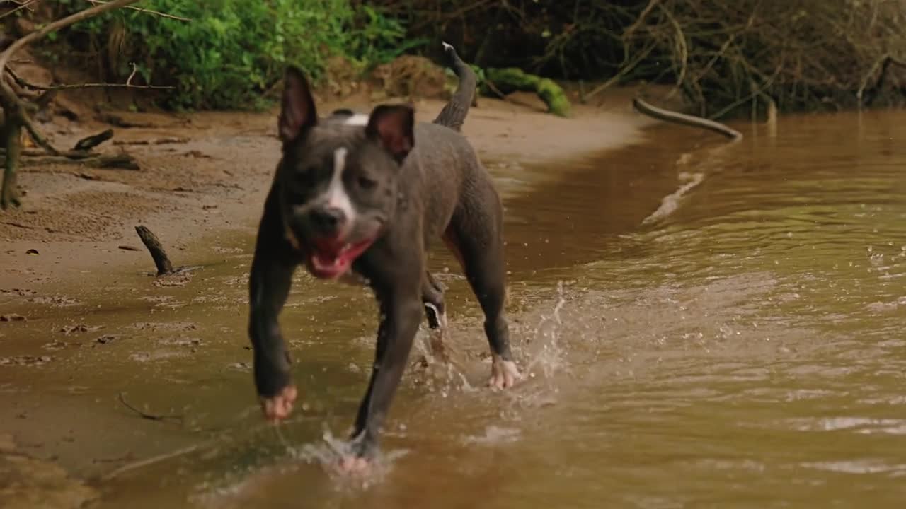 waters Full Dog 🐕🐕 training and super dogs