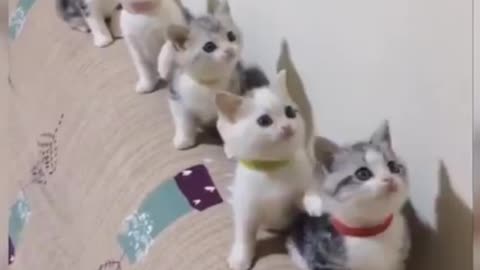 Baby cats 😻 dance together