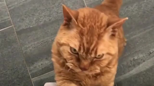 You can't see food
