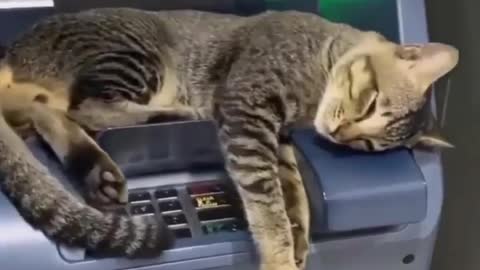 ATM guard.cute cat