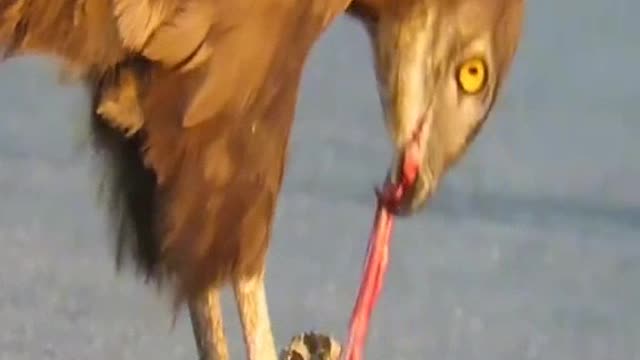 Eagle eats snake